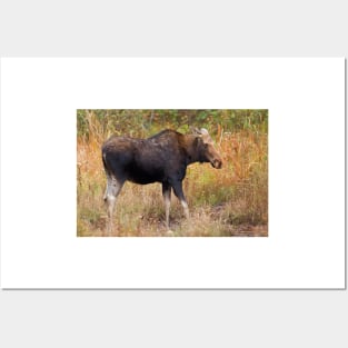 Moose - Algonquin Park, Canada Posters and Art